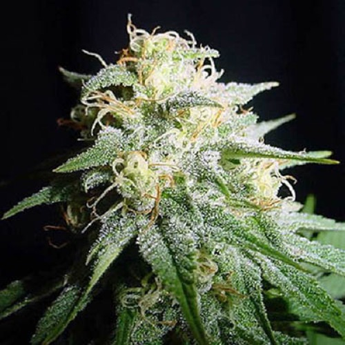 White widow Automatic - Spliff Seeds