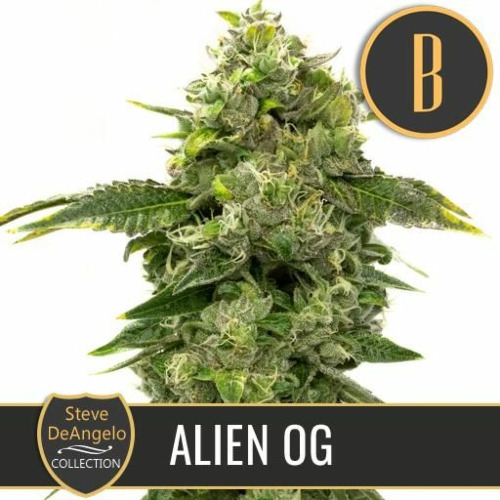 Steve's Alien OG - Blimburn Seeds