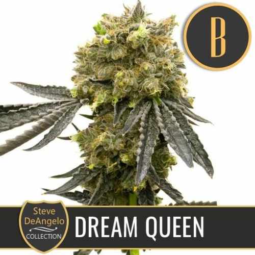 Steve's Dream Queen - Blimburn Seeds