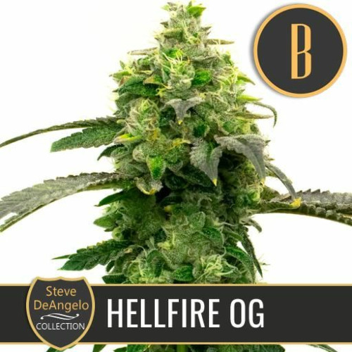 Steve's Hellfire OG - Blimburn Seeds