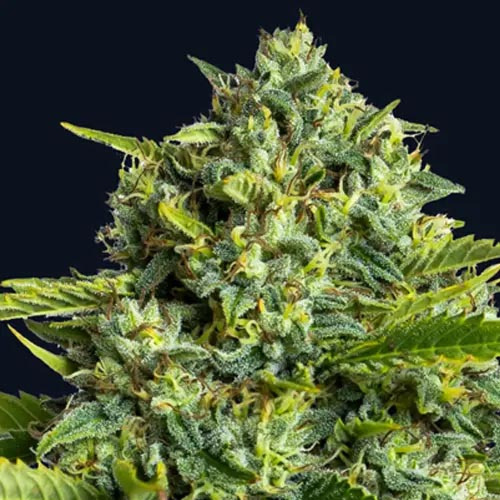 Sticky Boof - Anesia Seeds