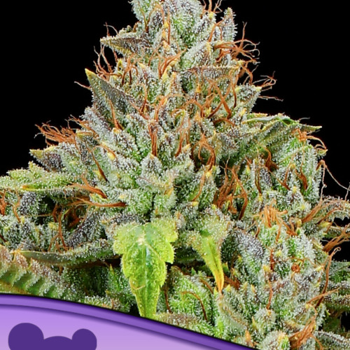 Sticky Boof Auto - Anesia Seeds