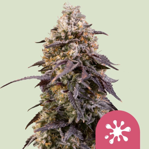 Sticky Queen - Royal Queen Seeds