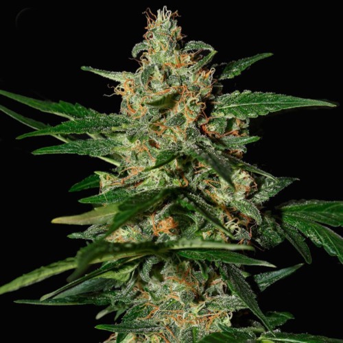 Damnesia Auto - Strain Hunters autoflower