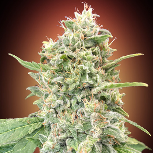 Strawberry Banana - Advanced Seeds