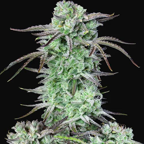 Strawberry Banana Auto - FastBuds