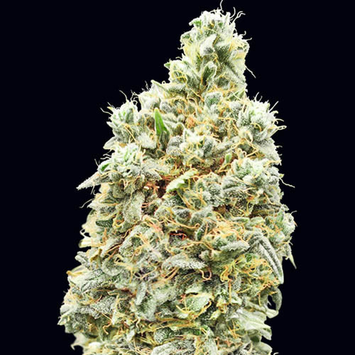 Strawberry Banana Fast - Advanced Seeds