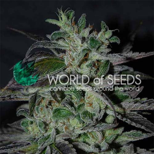 Strawberry Blue Early Version - World of Seeds