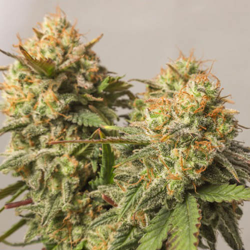 Strawberry Chemdawg OG - Dutch Passion Twee mooie toppen