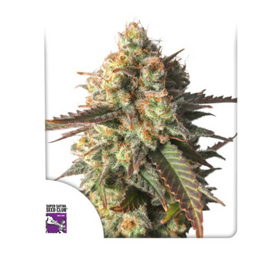 Strawberry Chemdawg OG - Dutch Passion