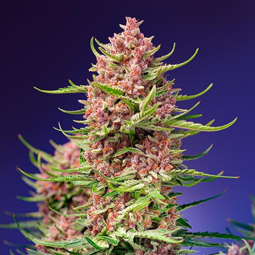 Strawberry Cola Sherbet F1 Fast Version - Sweet Seeds