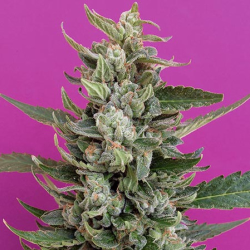 Strawberry Cream - Breaking Buds Seeds