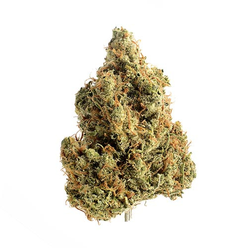 Strawberry Glue - Amsterdam Genetics