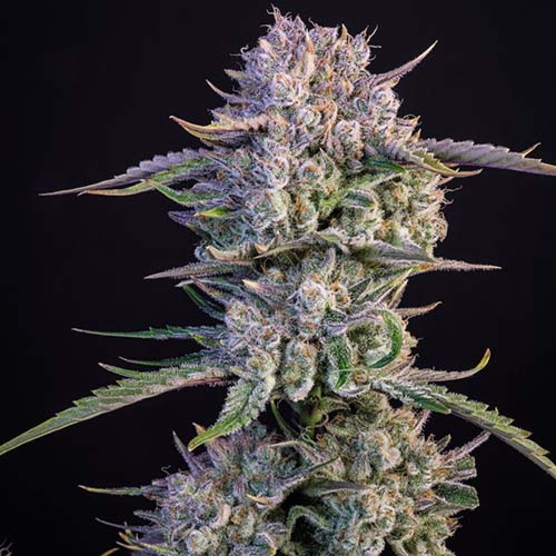 Strawberry Gorilla Auto - FastBuds Mooie Hoofdtop