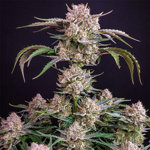 Strawberry Gorilla Auto - FastBuds