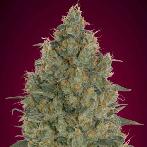 Strawberry Gum - Advanced Seeds