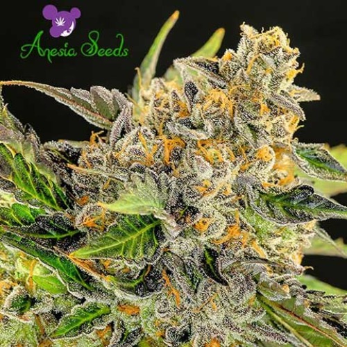 Strawberry Kush - Anesia Seeds