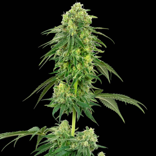 Strawberry Kush - White Label Seeds