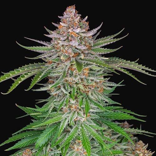 Strawberry Pie Auto - FastBuds