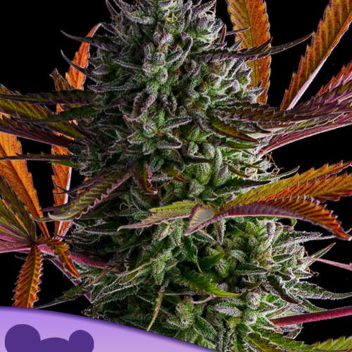 Strawberry Pop Rocks - Anesia Seeds