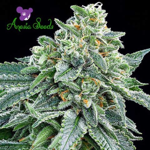 Strawberry Tree - Anesia Seeds