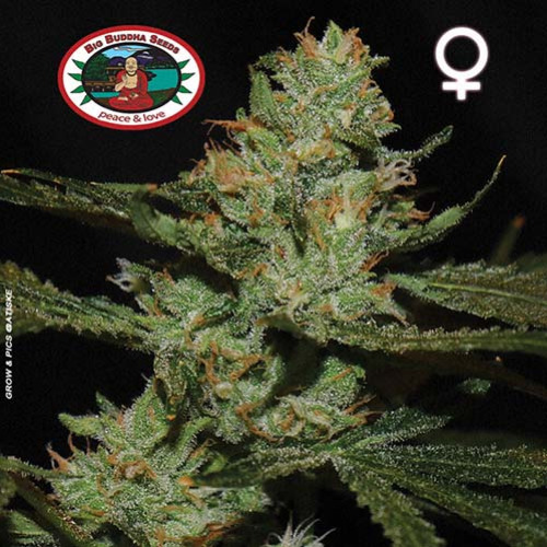 Strawnana Sundae - Big Buddha Seeds