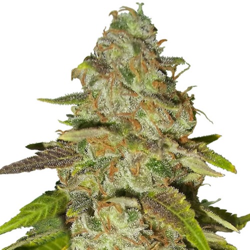Stress Killer Auto CBD - Royal Queen Seeds