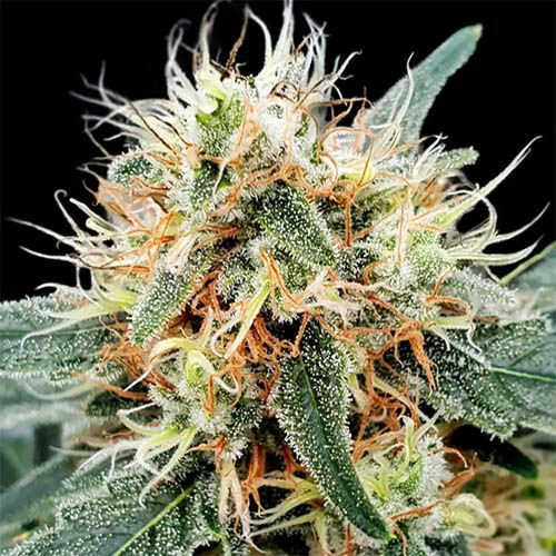 Stromboli Auto - Paradise Seeds