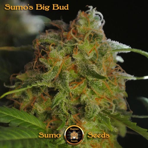 Sumo's Big Bud - Sumo Seeds top met trichomen