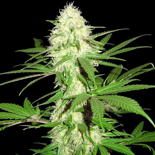 Sumo's Big Bud - Sumo Seeds