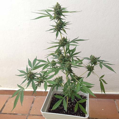 Sumo's OG Kush Auto - Sumo Seeds buiten