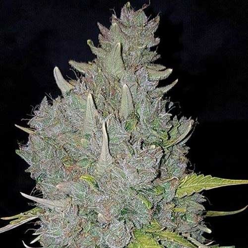 Sumo's OG Kush Auto - Sumo Seeds dikke top