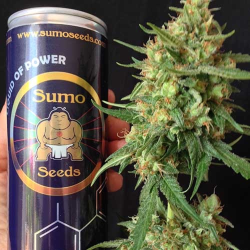 Sumo's OG Kush Auto - Sumo Seeds mooie top