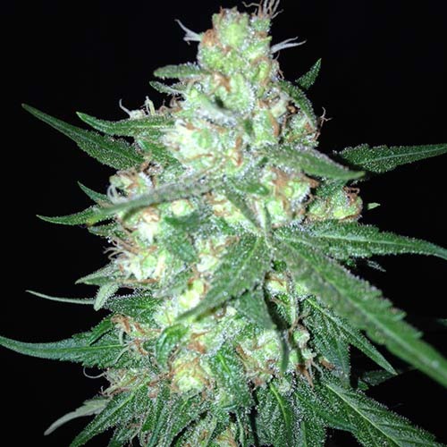 Sumo's OG Kush Auto - Sumo Seeds top in bloei
