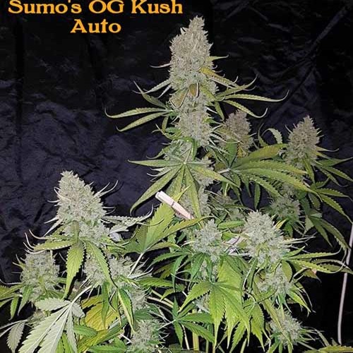 Sumo's OG Kush Auto - Sumo Seeds wietplant