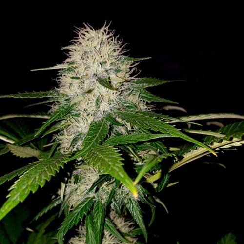 Sumo's OG Kush - Sumo Seeds dikke top