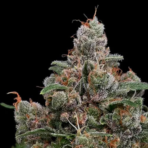 Sun of a Peach - Anesia Seeds