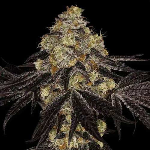 Sunset Paradise - Paradise Seeds