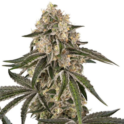 Sunset Peach - Sensi Seeds