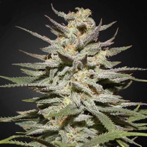 Super Lemon Haze CBD - Green House Seeds