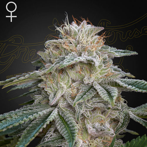 Super Lemon Haze x GMO - Green House Seeds