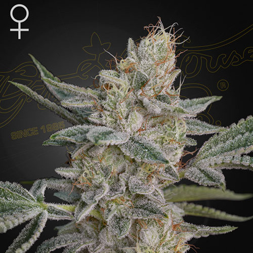 Super Lemon Haze x RS11 - Green House Seeds