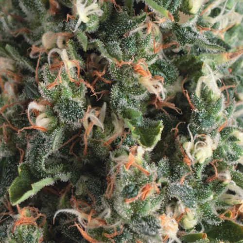 Super OG Kush Auto - Pyramid Seeds
