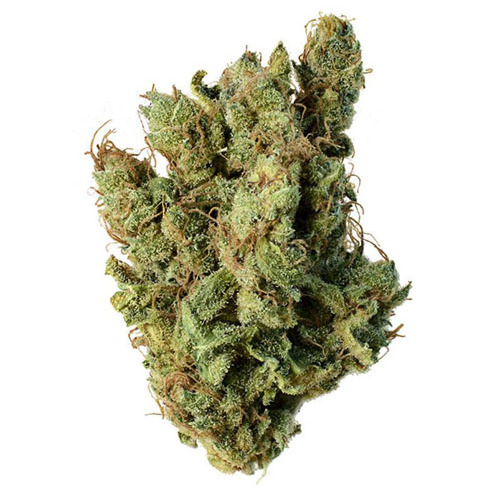 Super Silver Haze - Amsterdam Genetics