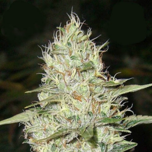 Super Silver Haze - Kera Seeds