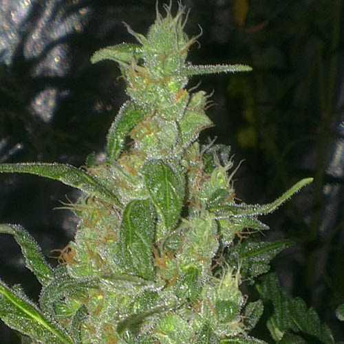 Turing Auto - Super Strains