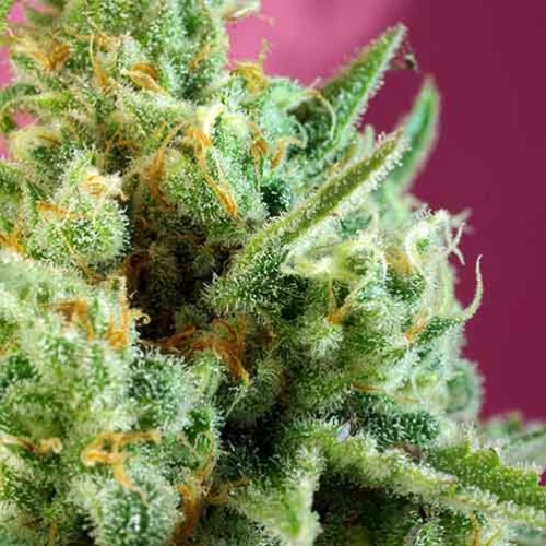 Sweet Afghani Delicious CBD - Sweet Seeds - Close-up