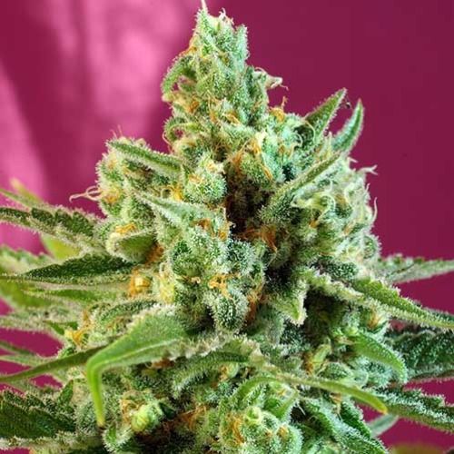 Sweet Afghani Delicious CBD - Sweet Seeds