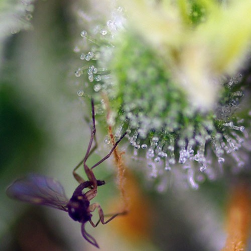 Sweet Amnesia Haze XL Auto - Sweet Seeds close-up trichomen