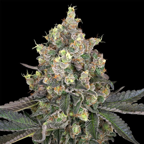 Sweet Berry Breeze - White Label Seeds